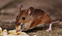 24 Hour & Emergency Exterminators in Hazen, NV